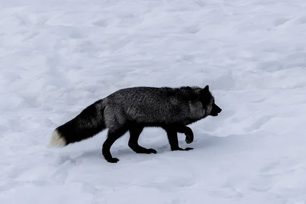 A silver fox walking through the snow of the wilderness of Ontario, Canada at a cold day in winter.