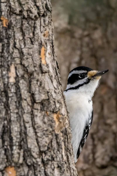 stock image A female downy woodpecker in a little forest not far away from Ottawa, Canada, looking for food on a branch of a tree at a sunny day in winter.