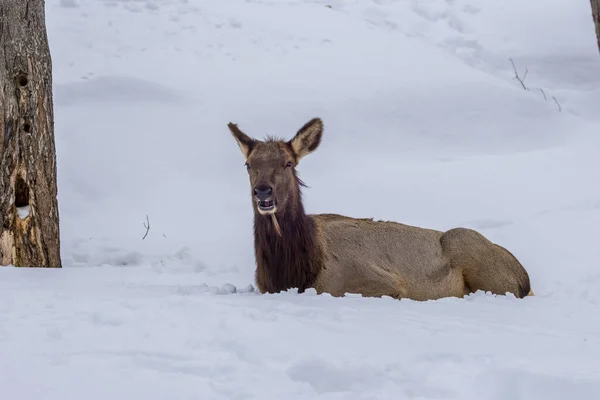 Female Northamerican Elk Forest Ontario Canada Cold Day Winter lizenzfreie Stockfotos