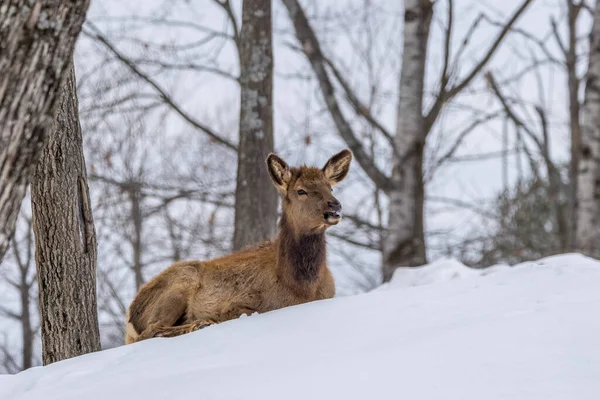 Female Northamerican Elk Forest Ontario Canada Cold Day Winter Stockbild