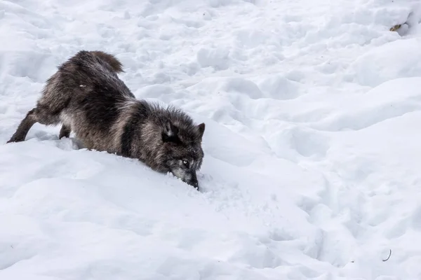 Black Wolf Playing Snow Wilderness Forest Ontario Canada Cold Day lizenzfreie Stockbilder