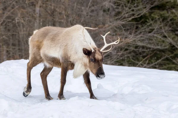 Caribou Walking Snow Wilderness Canada Cold Day Winter Royalty Free Stock Obrázky