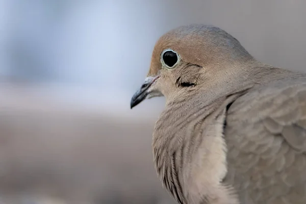 Mourning Dove Sitting Branch Tree Ontario Canada Cold Day Winter Royalty Free Stock Fotografie