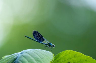 Küçük bir dalda güzel mavi bir yusufçuk..
