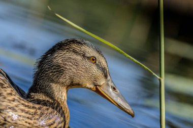 Yazın güneşli bir günde Litvanya 'da gölette yüzen dişi bir yaban ördeği..
