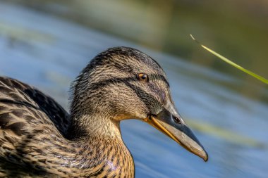 Yazın güneşli bir günde Litvanya 'da gölette yüzen dişi bir yaban ördeği..