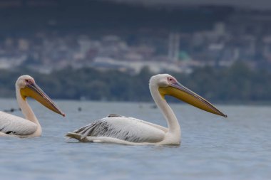 Yazın güneşli bir akşamda İstanbul, Türkiye 'nin yanındaki Uluabat gölünde pembe pelikan yüzüyor.