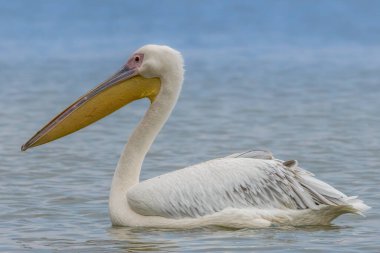 Yazın güneşli bir akşamda İstanbul, Türkiye 'nin yanındaki Uluabat gölünde pembe pelikan yüzüyor.