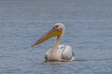 Yazın güneşli bir akşamda İstanbul, Türkiye 'nin yanındaki Uluabat gölünde pembe pelikan yüzüyor.