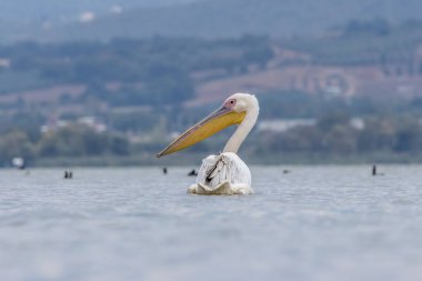 Yazın güneşli bir akşamda İstanbul, Türkiye 'nin yanındaki Uluabat gölünde pembe pelikan yüzüyor.