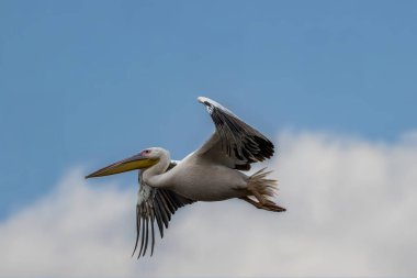 Yazın güneşli bir akşamda İstanbul, Türkiye 'nin yanındaki Uluabat gölünün üzerinde uçan pembe pelikan.
