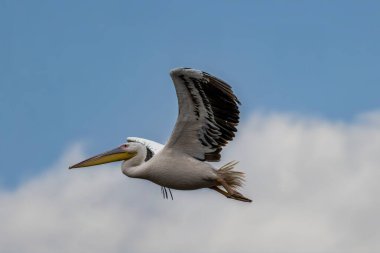 Yazın güneşli bir akşamda İstanbul, Türkiye 'nin yanındaki Uluabat gölünün üzerinde uçan pembe pelikan.