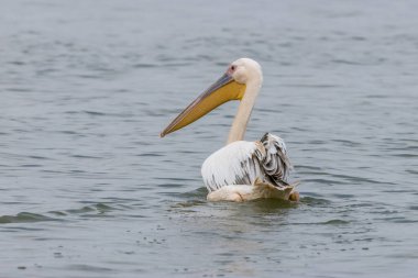 Pink pelican in a lake called Uluabat next to Istanbul, Turkey at a sunny evening in summer. clipart