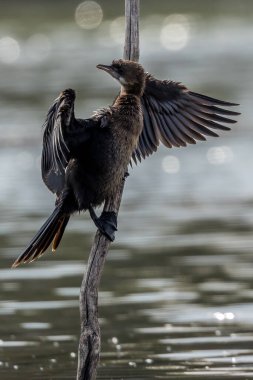 Little dwarf cormorant sitting in a lake called  Uluabat next to Istanbul, Turkey at a sunny evening in summer. clipart