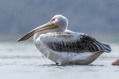 Pink pelican in a lake called Uluabat next to Istanbul, Turkey at a sunny evening in summer. clipart