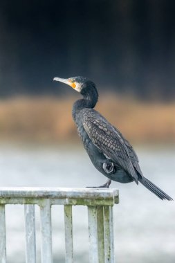 Baharın güneşli bir akşamında Bourges, Fransa 'nın yakınındaki bir göldeki köprüde oturan büyük siyah karabatak..