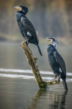 İki büyük siyah karabatak, Fransa 'nın Bourges şehrinden çok uzak olmayan bir gölde, güneşli bir baharda bir dalda oturuyorlar..
