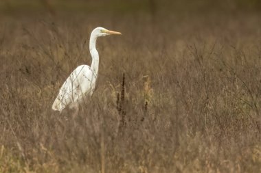 Bahar aylarında güneşli bir günde Bourges, Fransa 'da ıslak bir çayırda duran büyük bir balıkçıl.