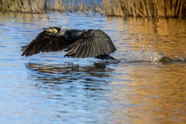 Büyük siyah karabatak Bourges, Fransa 'da küçük bir gölde güneşli bir baharda.