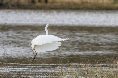 Büyük balıkçıl yağmurlu bir baharda Bourges, Fransa 'da ıslak bir çayırda uçuyor..