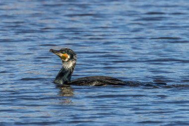 Büyük siyah karabatak Bourges, Fransa 'da küçük bir gölde güneşli bir baharda.