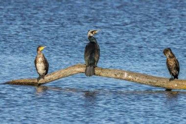 Büyük siyah karabatak Bourges, Fransa 'da küçük bir gölde güneşli bir baharda.
