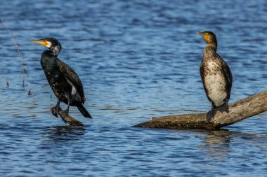 Büyük siyah karabatak Bourges, Fransa 'da küçük bir gölde güneşli bir baharda.