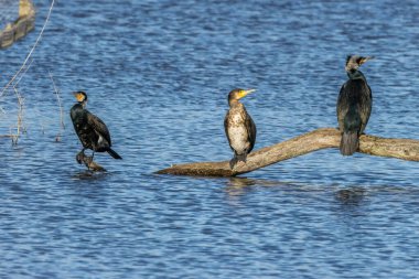 Büyük siyah karabatak Bourges, Fransa 'da küçük bir gölde güneşli bir baharda.
