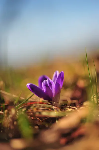 İlkbaharda güneşte yanan mor çiçek.