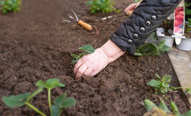 Yaşlı bir kadının elleri bahçedeki toprağa çilek ekiyor. Bahçedeki fidanlarla bahar işleri..