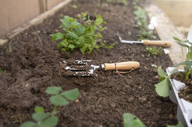 Çiçekler, nane ve çilekler yükseltilmiş bahçe yatağında yetişir. Baharda bahçe işleri..