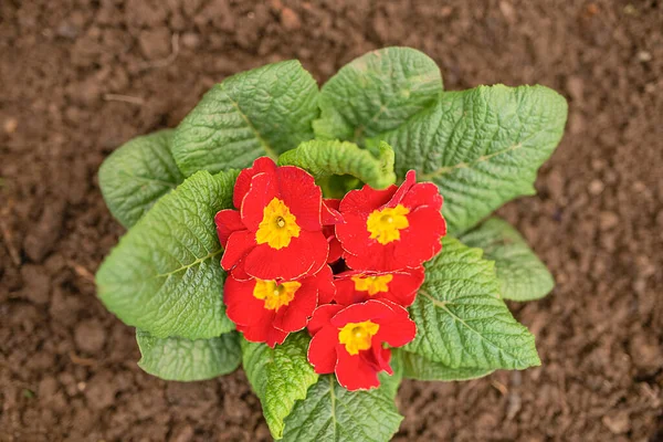 stock image Red flowers primrose in the garden close-up. Spring flowers, gardening