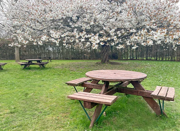 Beautiful picnic area with wooden table and blooming flowering cherry trees in spring