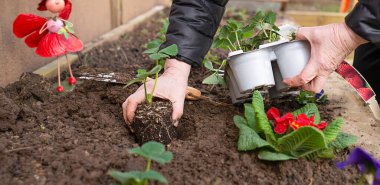 Yaşlı bir kadının elleri bahçedeki toprağa çilek ekiyor. Bahçedeki fidanlarla bahar işleri..