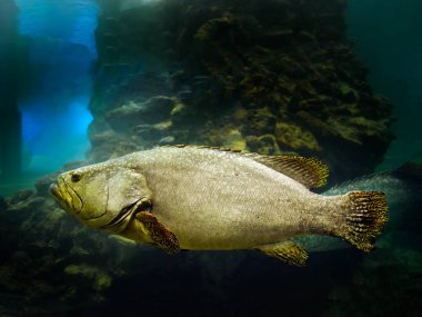 Close up A single Giant Grouper, big fish, swimming in the tank at Phuket Aquarium Thailand
