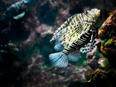 Close up Lionfish or Devil Firefish, Pterois miles, swimming in coral tank at Phuket Aquarium