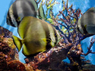 Close up of Longfin batfish, Teira Batfish, Platax Teira, swimming underwater in fish tank, Phuket Aquarium, blurred background of coral reefs