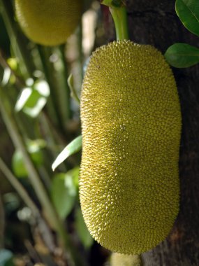 Ağaçta asılı duran olgunlaşmamış meyveler, kriko ağacı, tropikal meyveler, bilimsel adı Artocarpus heterofillus.