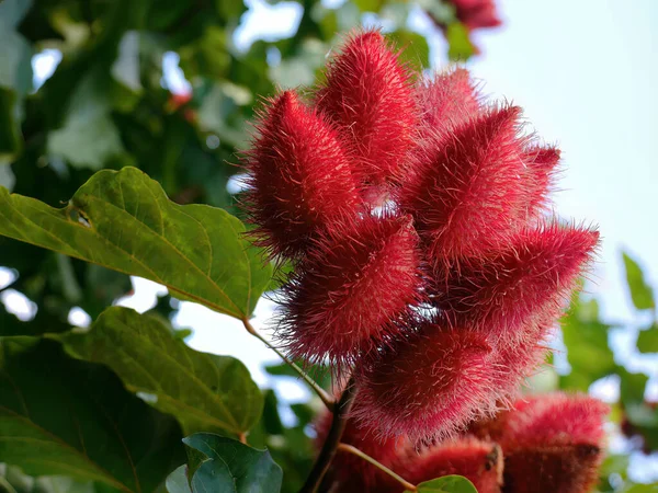 stock image Bunch of Vibrant Red unripe rambutan fruit on tree growing in the local people garden, Thailand. Blurred background