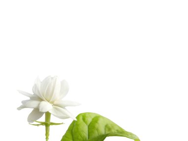 Toskana Büyük Dükünün tek beyaz çiçeği, Arap beyaz yasemini, Jasminum sambac, aroma, flora, izole edilmiş, beyaz arkaplan, kırpma yolu ile kesilmiş