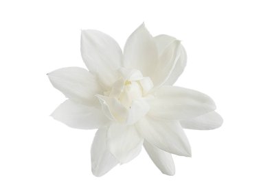 Üst manzara, Tuscany Grandükü 'nün tek beyaz çiçeği, Arap beyaz yasemini, Jasminum sambac, aroma, flora, izole edilmiş, beyaz arkaplan, kırpma yolu kesilmiş