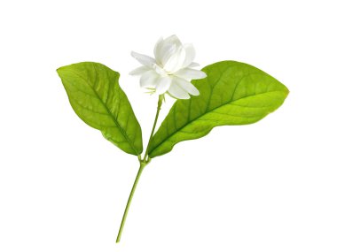 Toskana Büyük Dükünün tek beyaz çiçeği, Arap beyaz yasemini, Jasminum sambac, aroma, flora, izole edilmiş, beyaz arkaplan, kırpma yolu ile kesilmiş