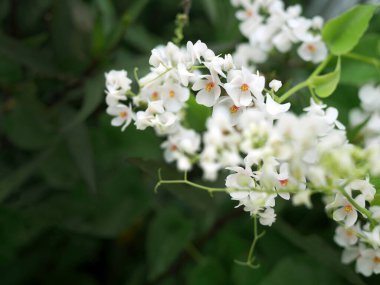 Antigonon leptopus, Alba, Polygonaceae, Beyaz Meksika sürüngen çiçekleri, küçük, beyaz çiçekler, flora, doğa duvar kağıdı