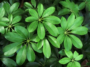 Üst Manzara, Yeşil Yaprakları Kapat Görkemli Doğal Şekil ve Biçim, Doğa Duvarkağıdı