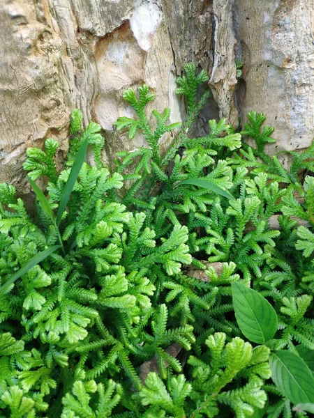 Muschio Felce Verde Fresco Sul Tronco Dell Albero Selaginella Kraussiana — Foto Stock