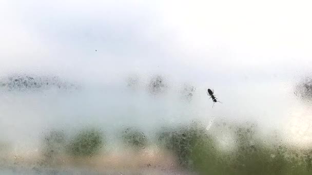 Black Ant Crawing Moisture Foggy Glass Windows Finding Way Out — Stock Video