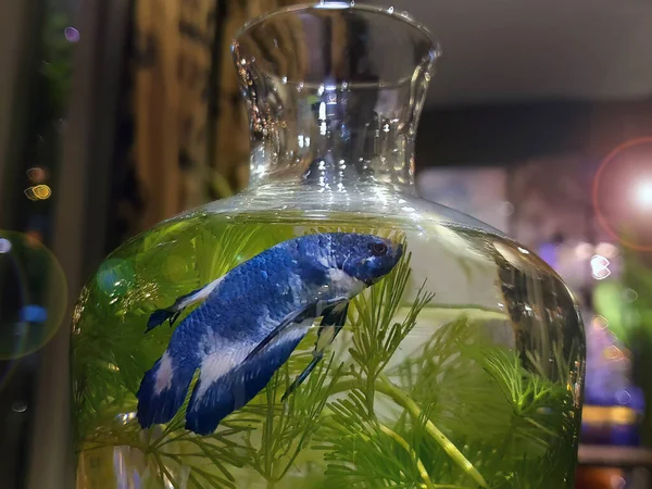 Μια Μπλε Betta Splendens Σιαμαία Ψάρια Αγωνίζονται Ένα Γυάλινο Βάζο — Φωτογραφία Αρχείου