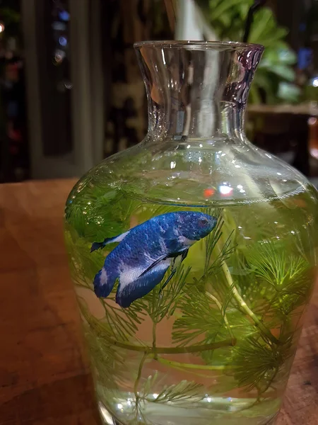 Blue Betta Splendens Siamese Fighting Fish Glass Jar Small Aquarium — Stock Photo, Image