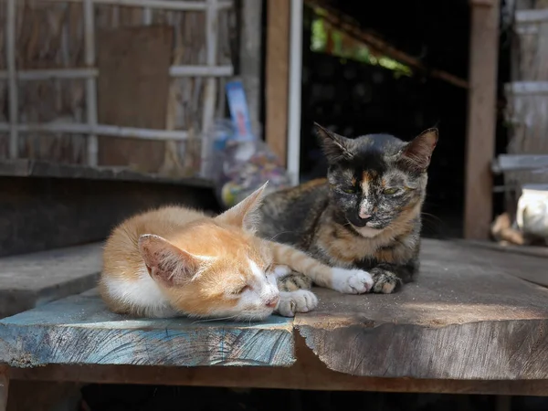 两只猫的颜色不同 一只是褐色和白色的 另一只是黑色的 睡在当地泰式房屋的木制阳台上 动物们的生活 — 图库照片
