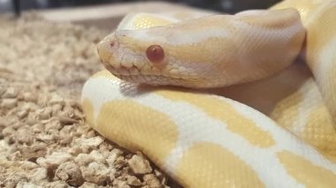Bir Albino Top Python yılanı hareketsiz ve nefes alıyor, sarı beyaz renk, kırmızı gözler, genç hayvanlar, Python rejimi, Albino Burmese pitonları